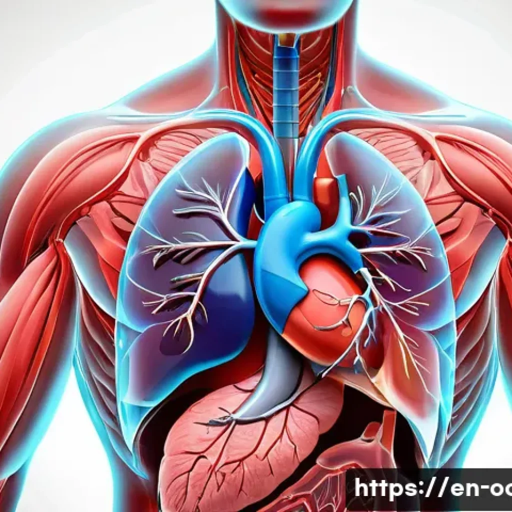 응급구조사 기초 의학 개념 - A detailed, realistic medical illustration of the human respiratory and cardiovascular systems inter...